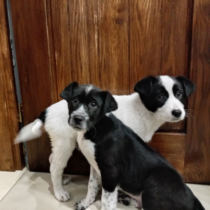 szczeniak szukaja domu