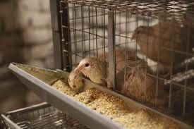 Яйця с найкращим оплодом! Перепілки