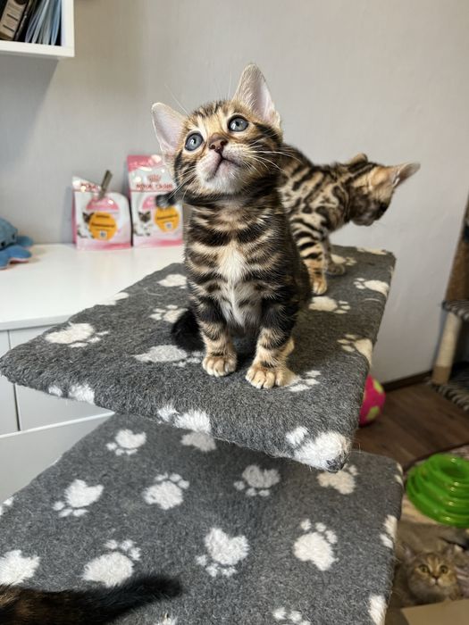 Бенгальські кошенята