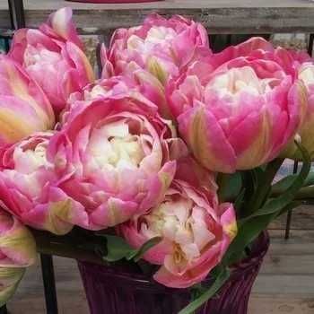 Тюльпани, цибулини!