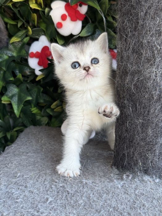 Femea scottish stright