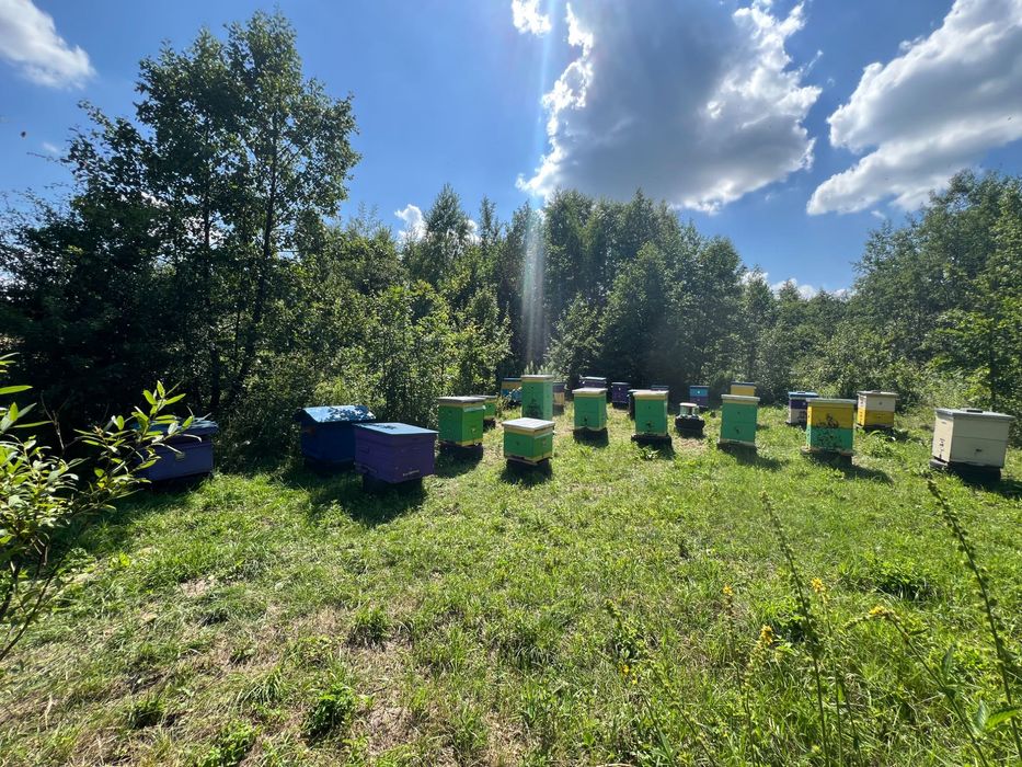 Бджоли, бджолині сім’ї.