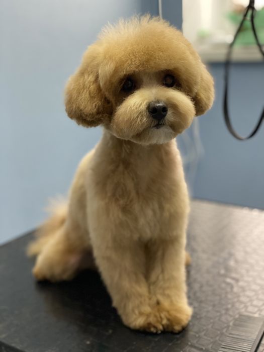 Грумер. Стрижка собак. Святопетрівське  Білогородка Боярка