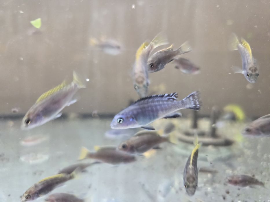Pyszczaki Pseudotropheus Socolofi 2-3cm WYSYLKA
