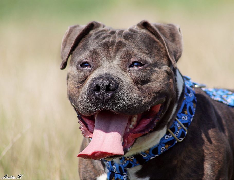 Śliniak w typie american bully szuka domu