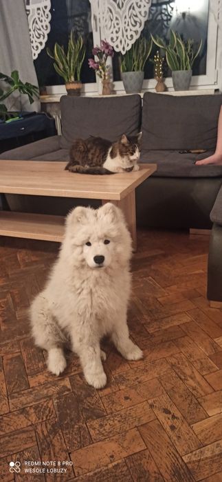 Piesek samoyed, szczeniak ZkwP