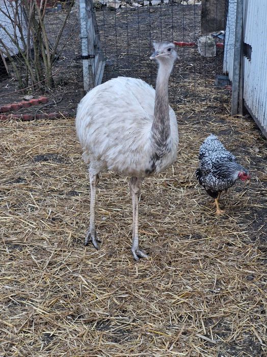 Strusie nandu młode