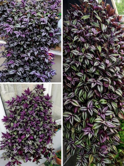 Вючі та ліаноподібні кімнатні рослини