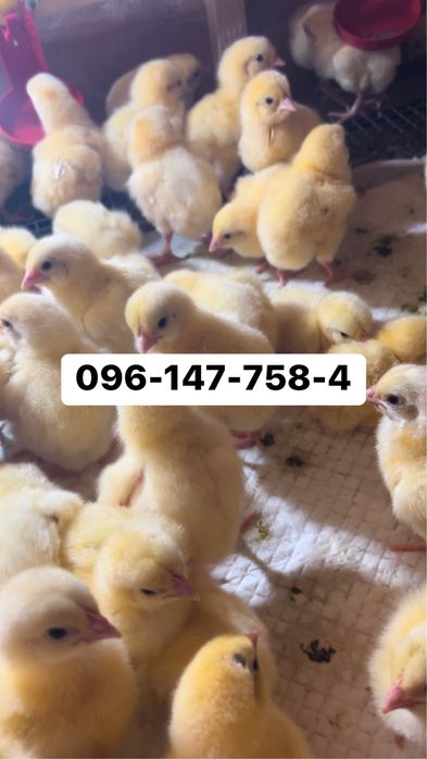 Бройлери кобб 500