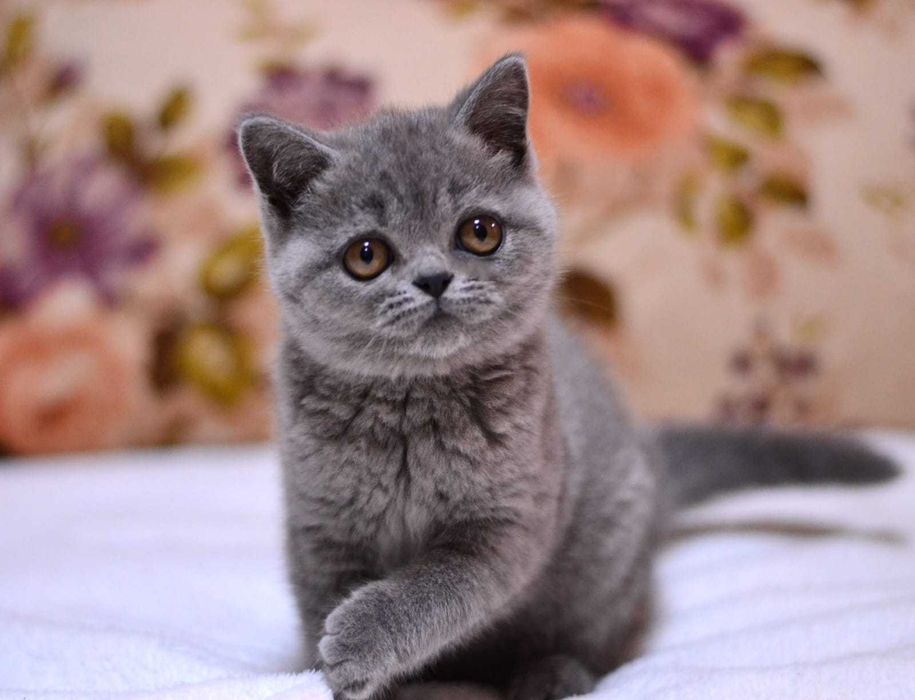 Шотландский красавец, подарит прекрасное потомство ! (Вязка.)