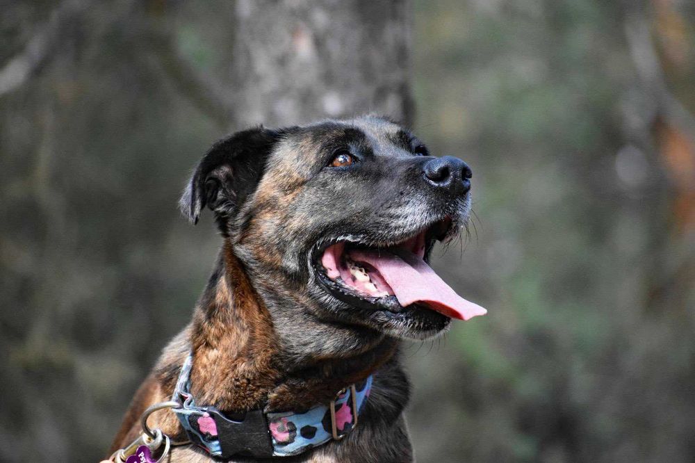 Kochana sunia do adopcji - Trufla!