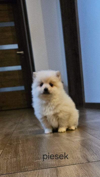 Pomeranian boo aktualne