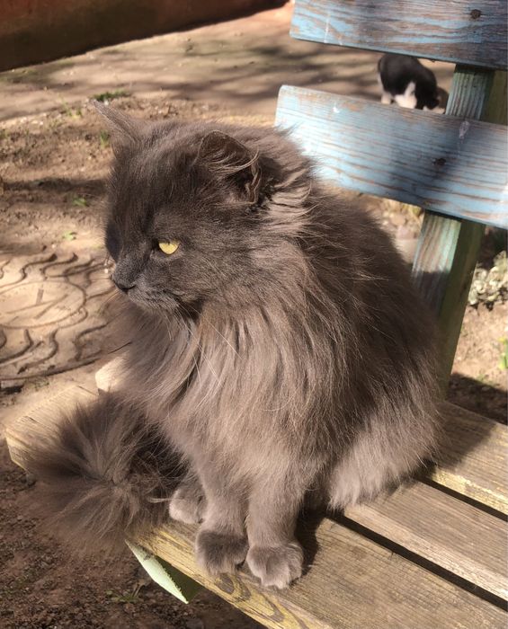 Шикарний кіт ПУХ шукає родину кіт красень