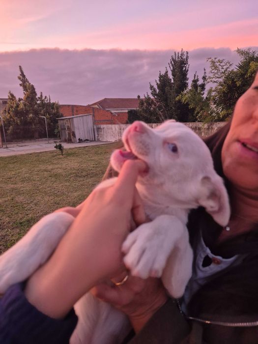 Cãesinhos para adopção