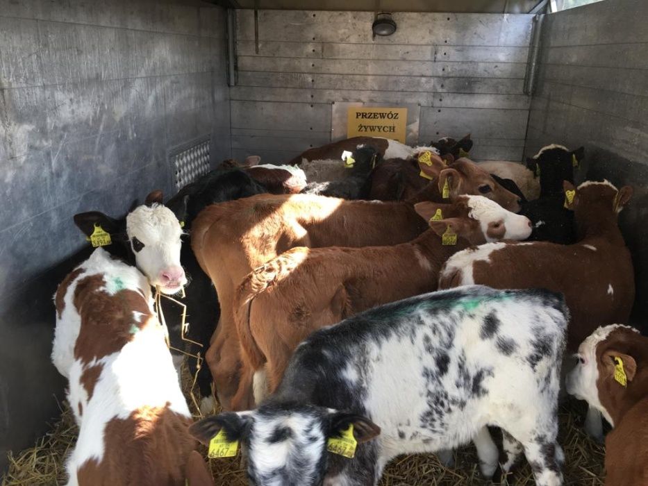 Cielęta byczki - Transport gratis