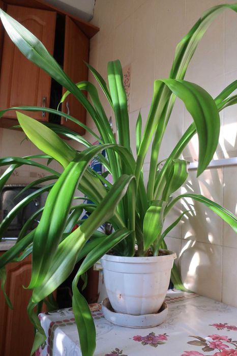 Продам комнатную лилию