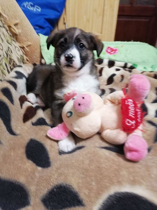 Щеня-хлопчик шукає дім і турботу