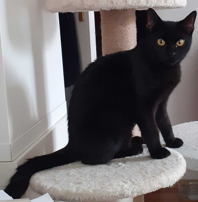 Kotka po przejściach szuka spokojnego domu