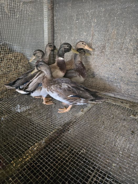 Patos machos  real