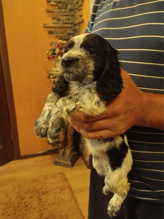 Продам цуценят Спаніельчиків