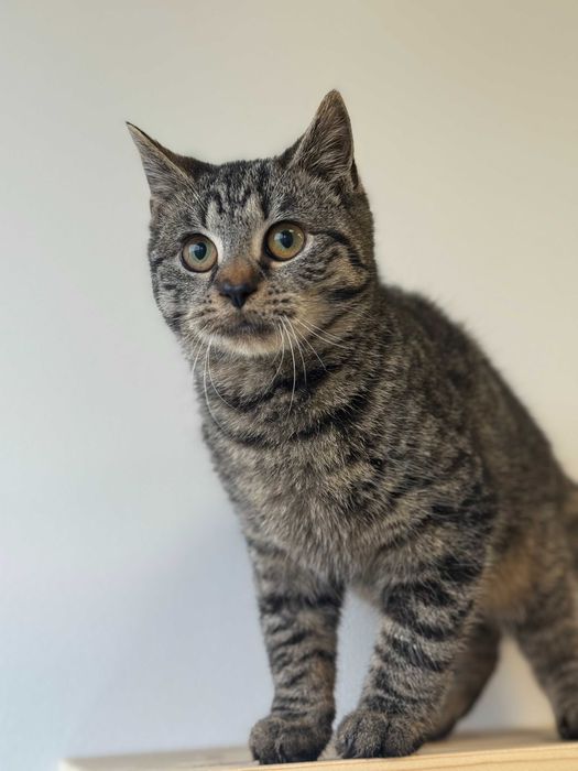 Gron - energiczny i przytulaśny kot szuka domu tymczasowego!