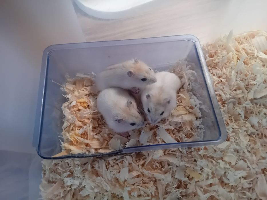 Chomiki Dżungarskie