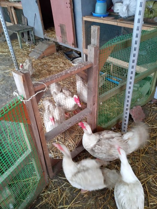 Індокачки, інкубаційне яйце