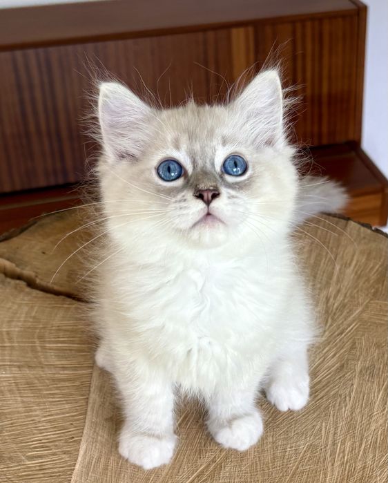 Ragdoll FPL kocurek blue mitted tabby
