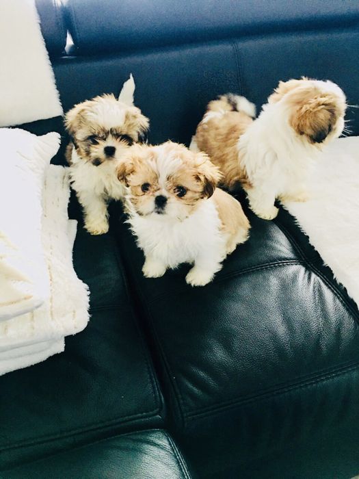 Shih tzu szczeniaczki