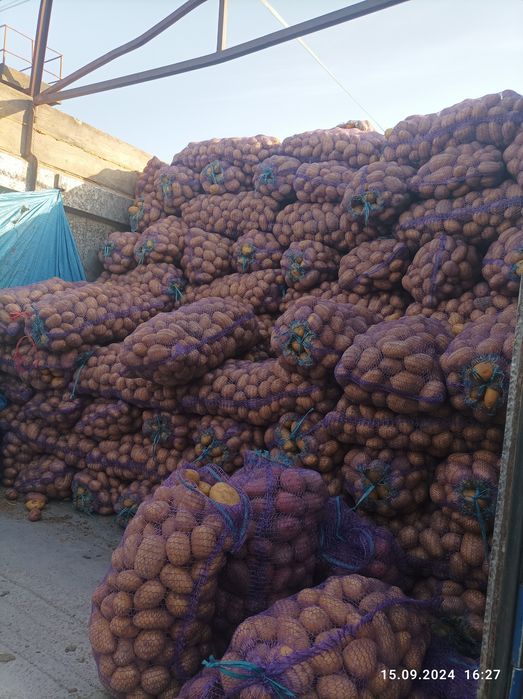 Продам картоплю  Ривєра,ультра раня Саншайн 40 денка,Коломбо, Белароса