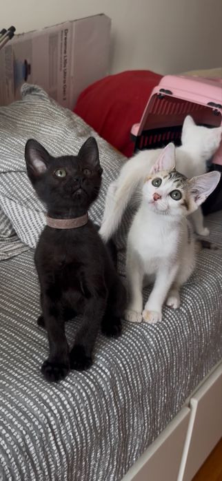 Gatinhos bebes para adoção