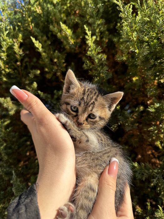 БЕСПЛАТНО отдам котят