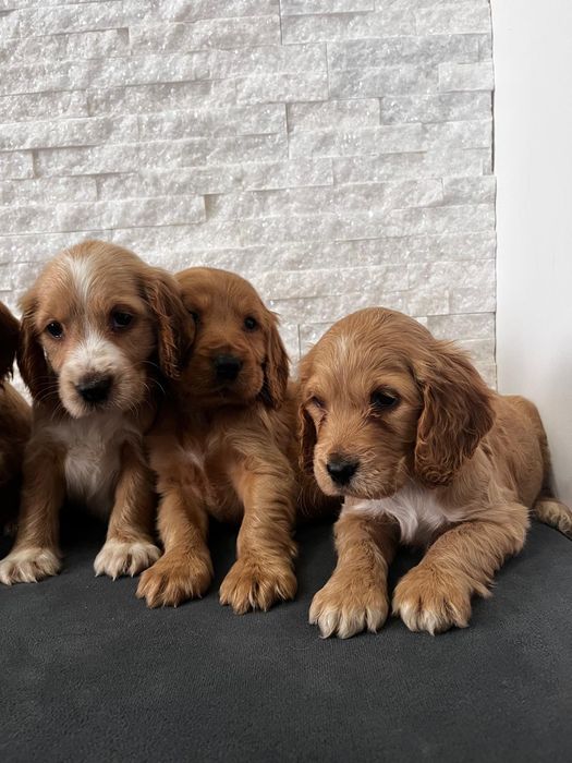Piesek rasy Cocker spaniel