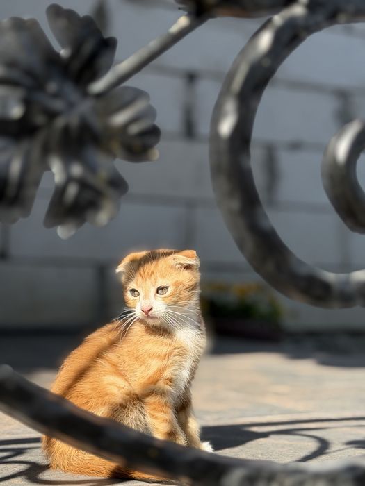 Яскраве руде висловухе кошеня)