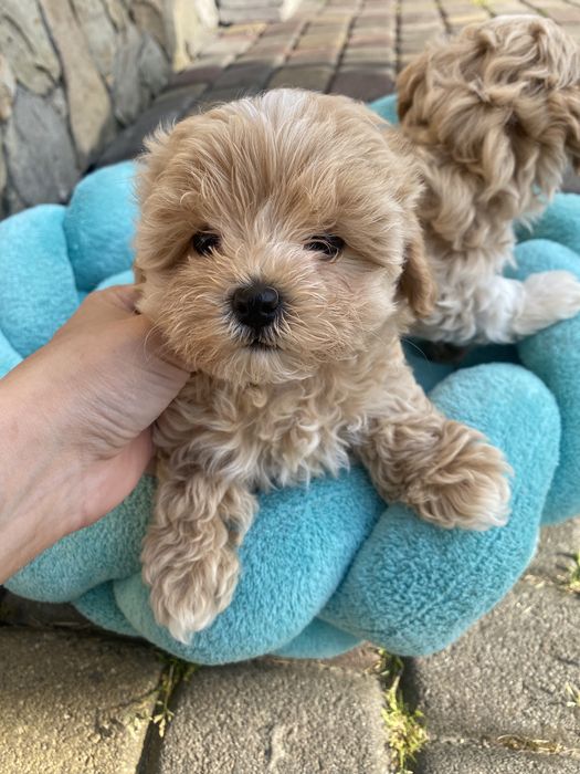 Мальтипу ф1 мальтезе пудель