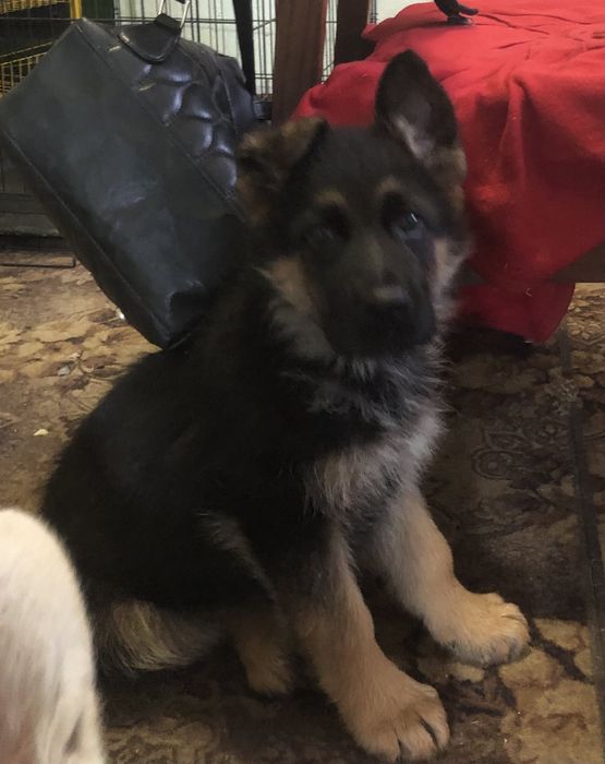 Цуценята німецької вівчарки КСУ