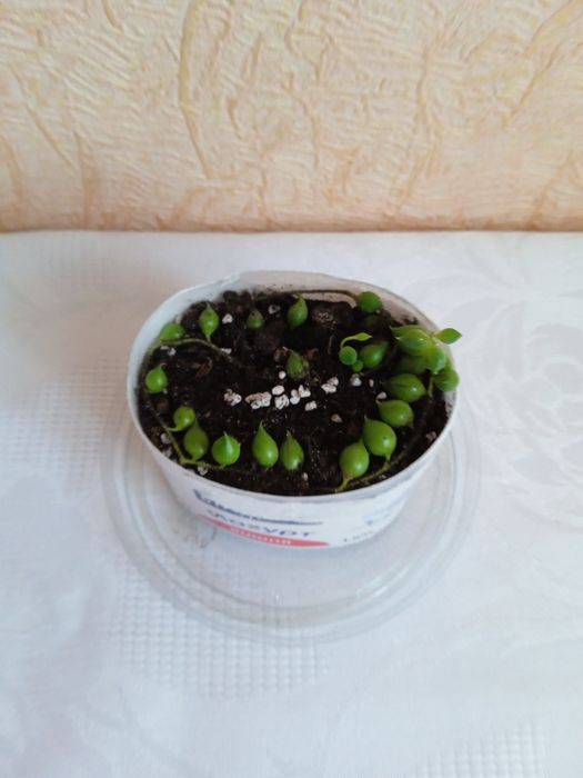 Хрестовик Роулі, Сенеціо Роулі, Senecio rowleyanus