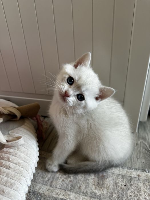 Kot brytyjski kocurek