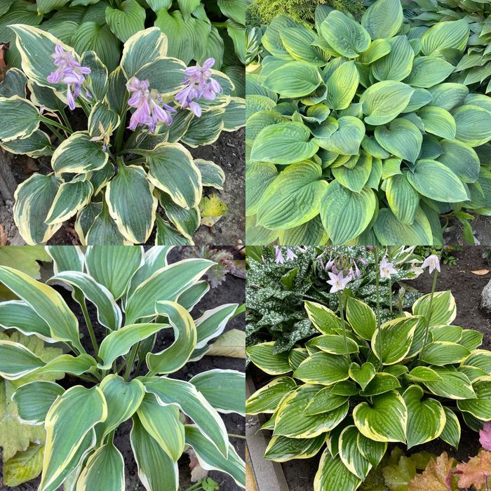 Гейхера хоста рослини для напівтіні та сонця