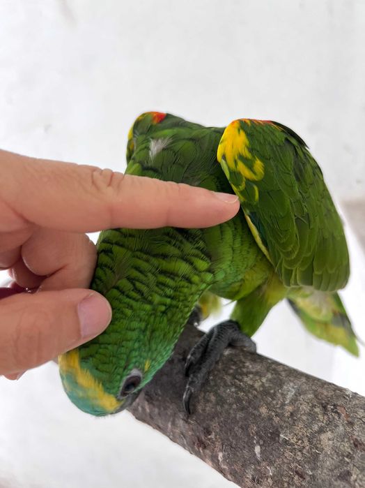 Amazonas Criados à Mão