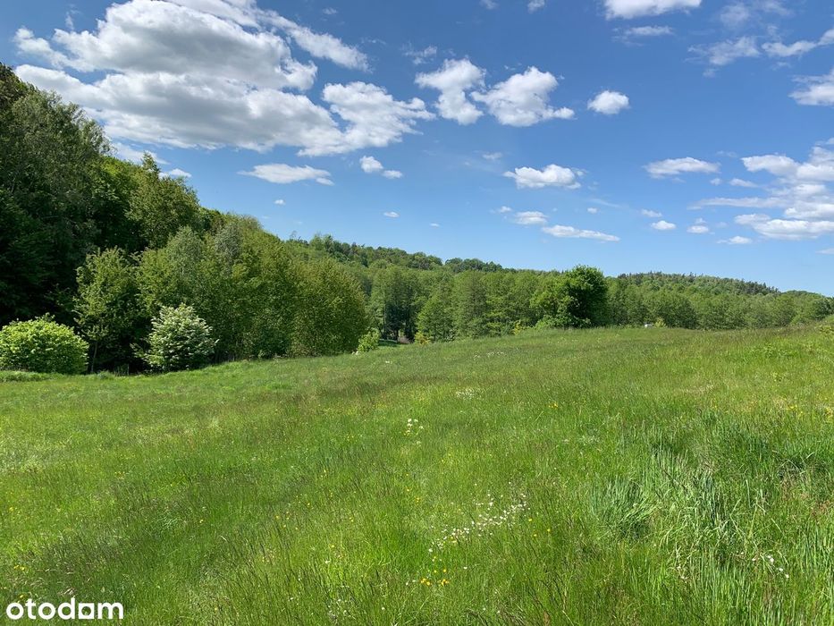 Działka budowlana 1561 m² z mediami w lesie - Widok 3