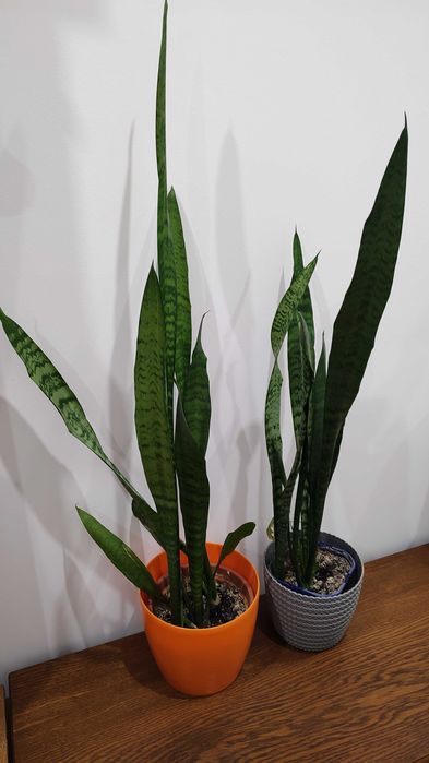 Kwiatek doniczkowy sansewieria szabla język teściowej cena za 2 sztuki