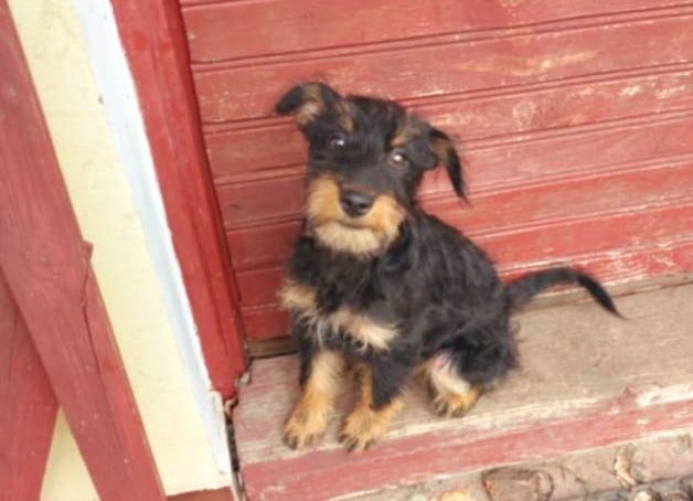 Suczki 5 miesięczne terierki,adopcja.