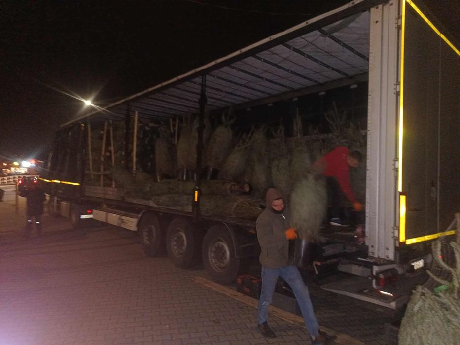 Żywe Choinki Rybnikhurt