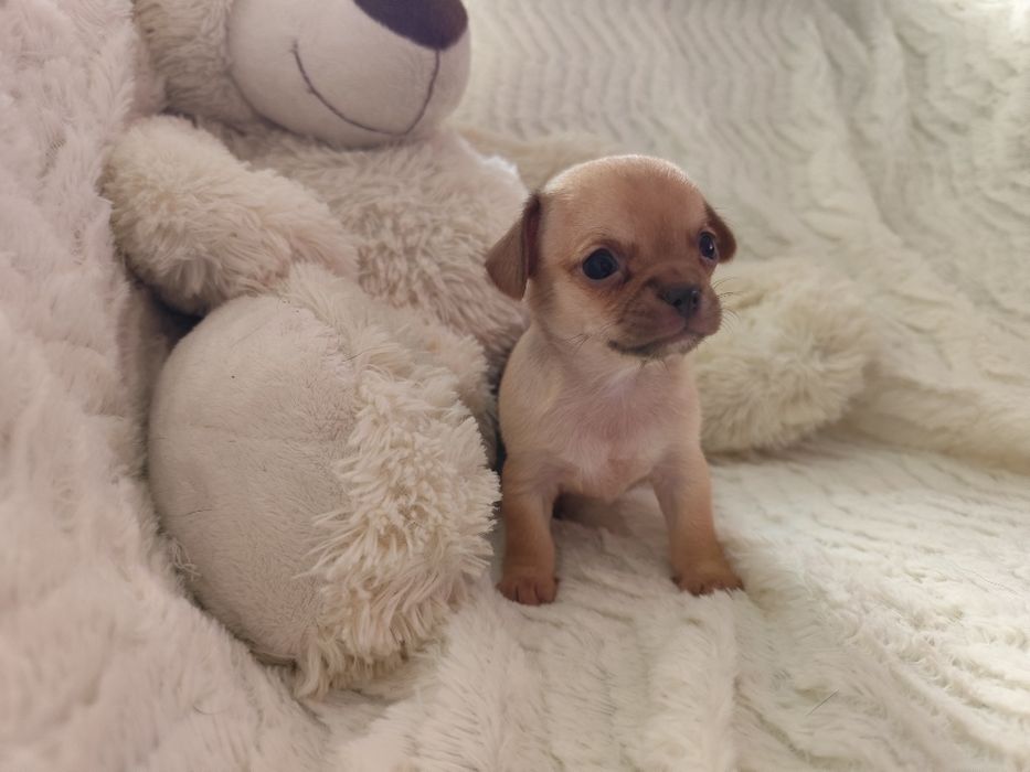 Beżowy chłopiec chihuahua