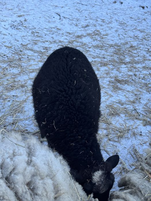 Баран романівської породи