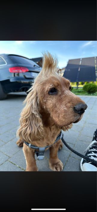 Zaginął spaniel