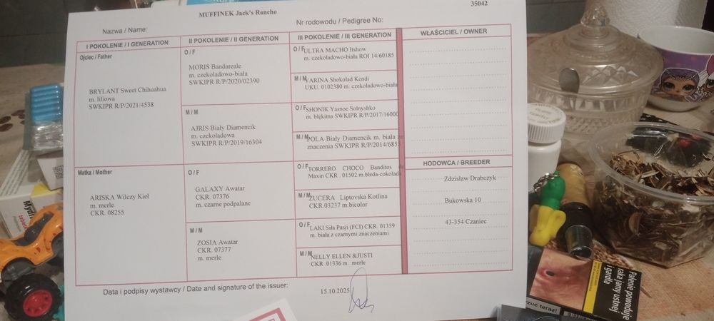 Zwierzęta chihuahua