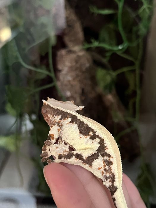 Gekon orzęsiony DP2 cliatus samiec created gecko crestie