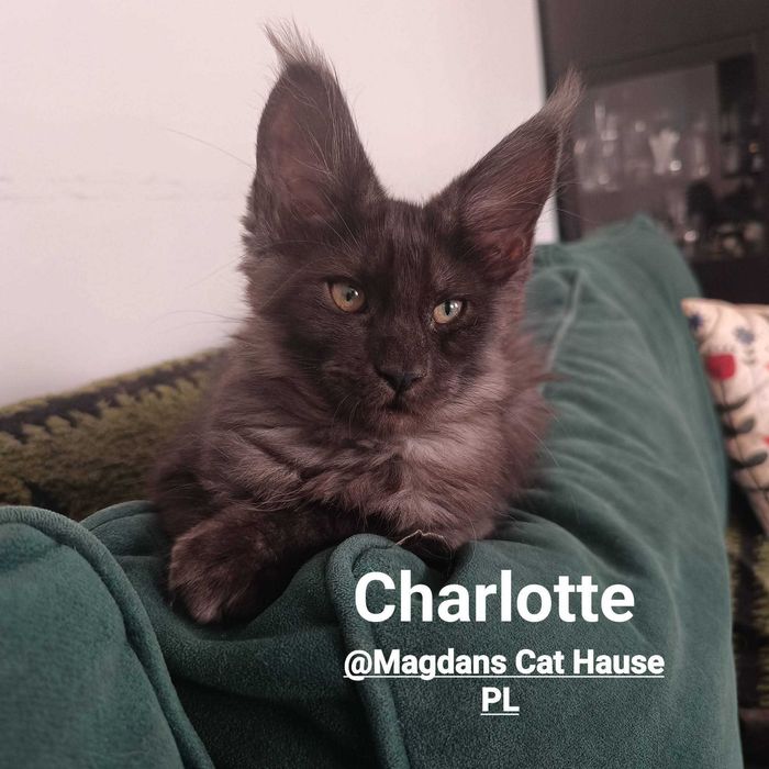 Kocięta Maine Coon